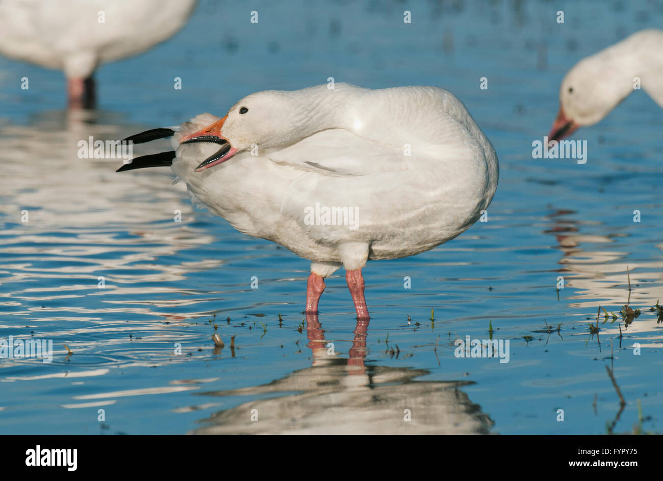 Snow Goose (Chen caerulescens), Winter, Skagit River Delta, Washington USA Stock Photo