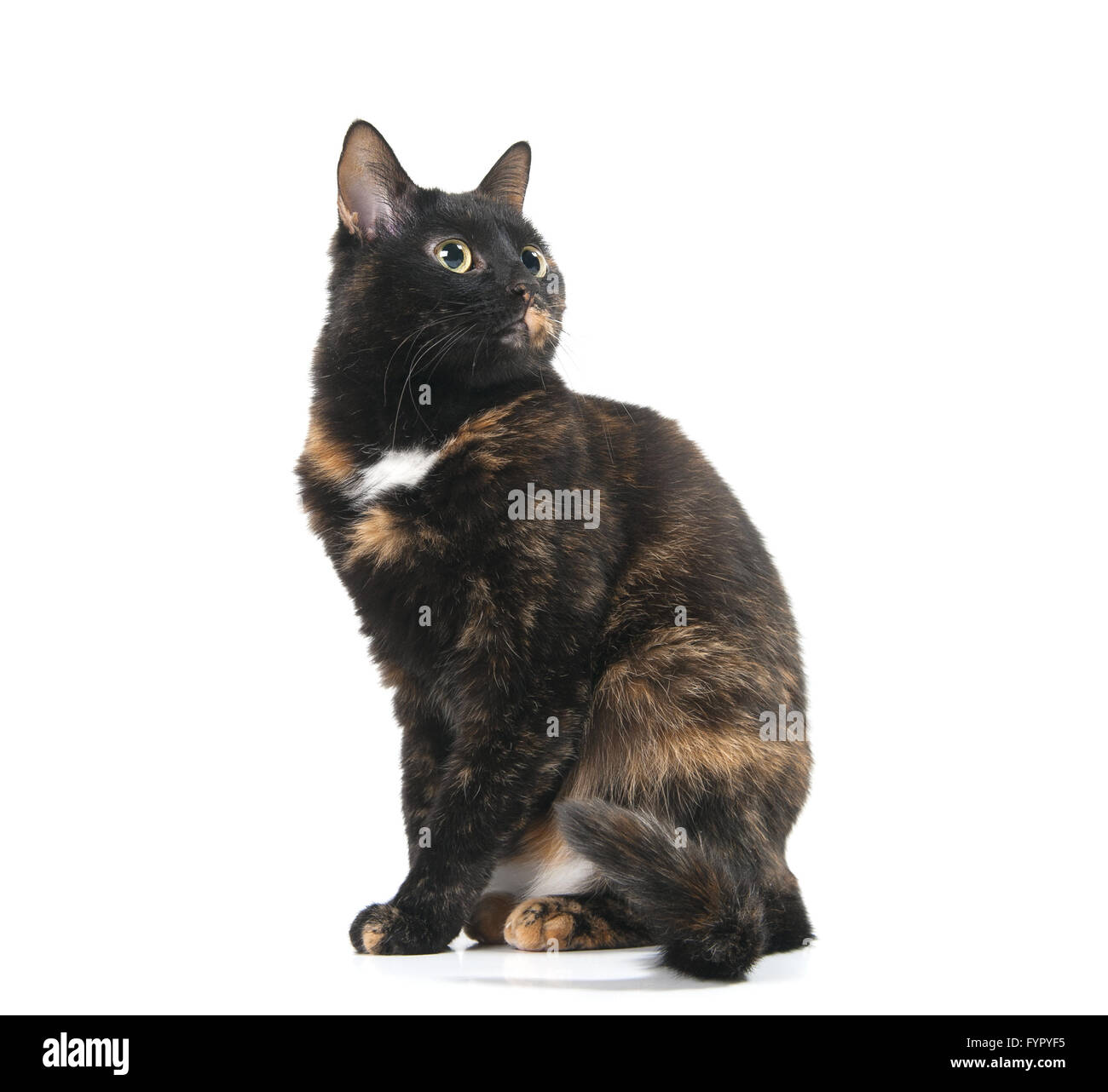 Beautiful graceful cat looking up Stock Photo Alamy