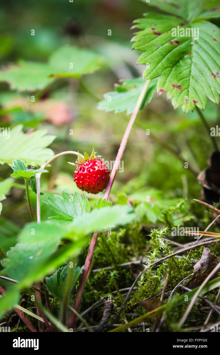 Ripe strawberries in the forest Stock Photo - Alamy
