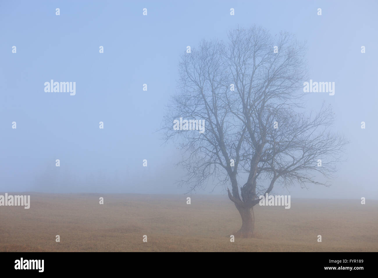 Lonely tree morning hi-res stock photography and images - Alamy