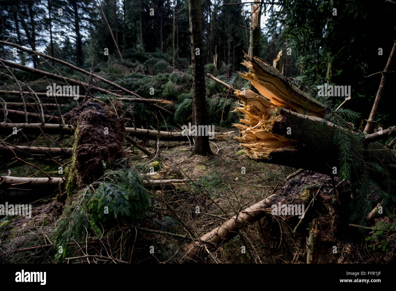 Pine trees damaged in a recent storm Stock Photo - Alamy
