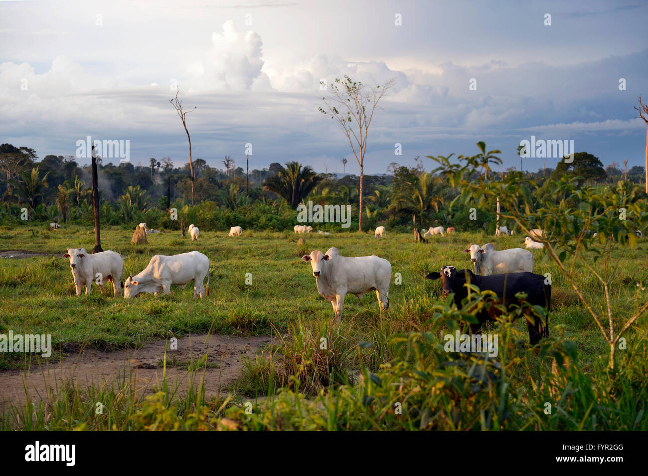 Cattle Farming In Amazon Rainforest