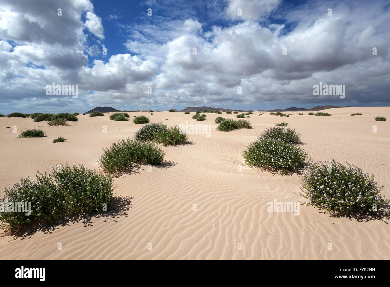 Flowering plants growing in the sand dunes, wandering dunes El Jable, Las Dunas de Corralejo, Corralejo Natural Park Stock Photo