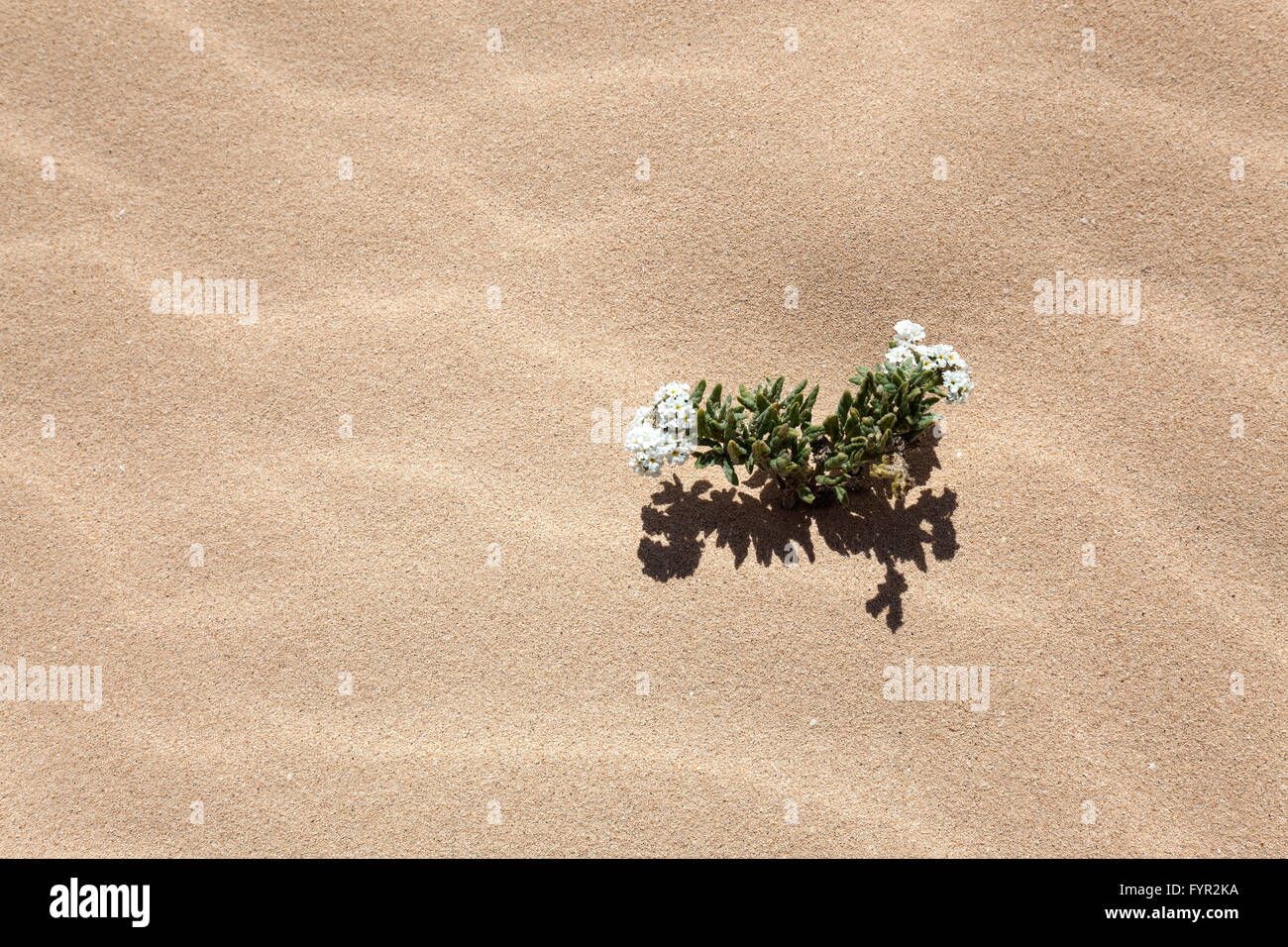Flowering plant in the sand dunes, wandering dunes of El Jable, Las Dunas de Corralejo, Corralejo Natural Park, Fuerteventura Stock Photo