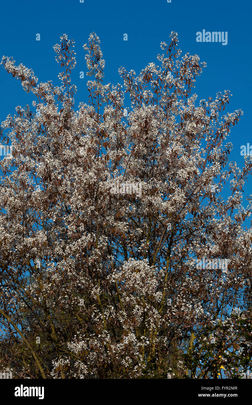 Blooming Juneberry (Amelanchier lamarckii), blue sky, Bavaria, Germany Stock Photo