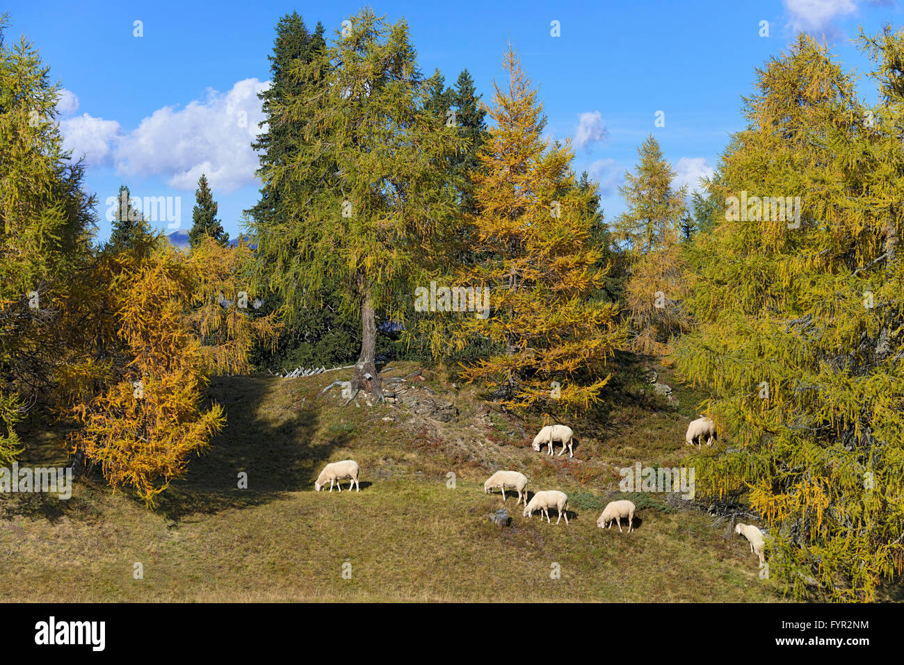 House sheep in the pasture, Egger Mähder, Oberberg, Tyrol, Austria Stock Photo