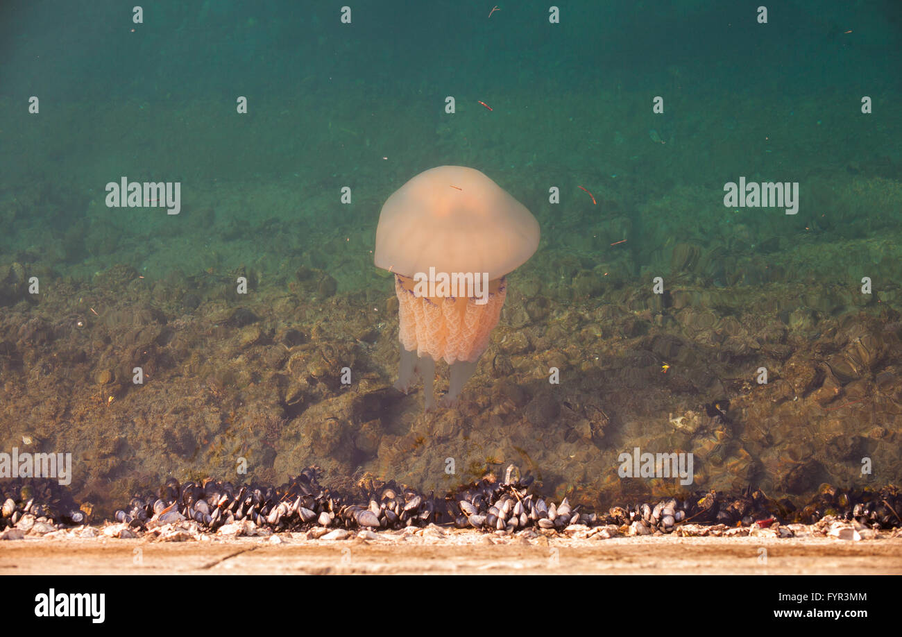 Jellyfish swimming underwater of Trieste sea Stock Photo