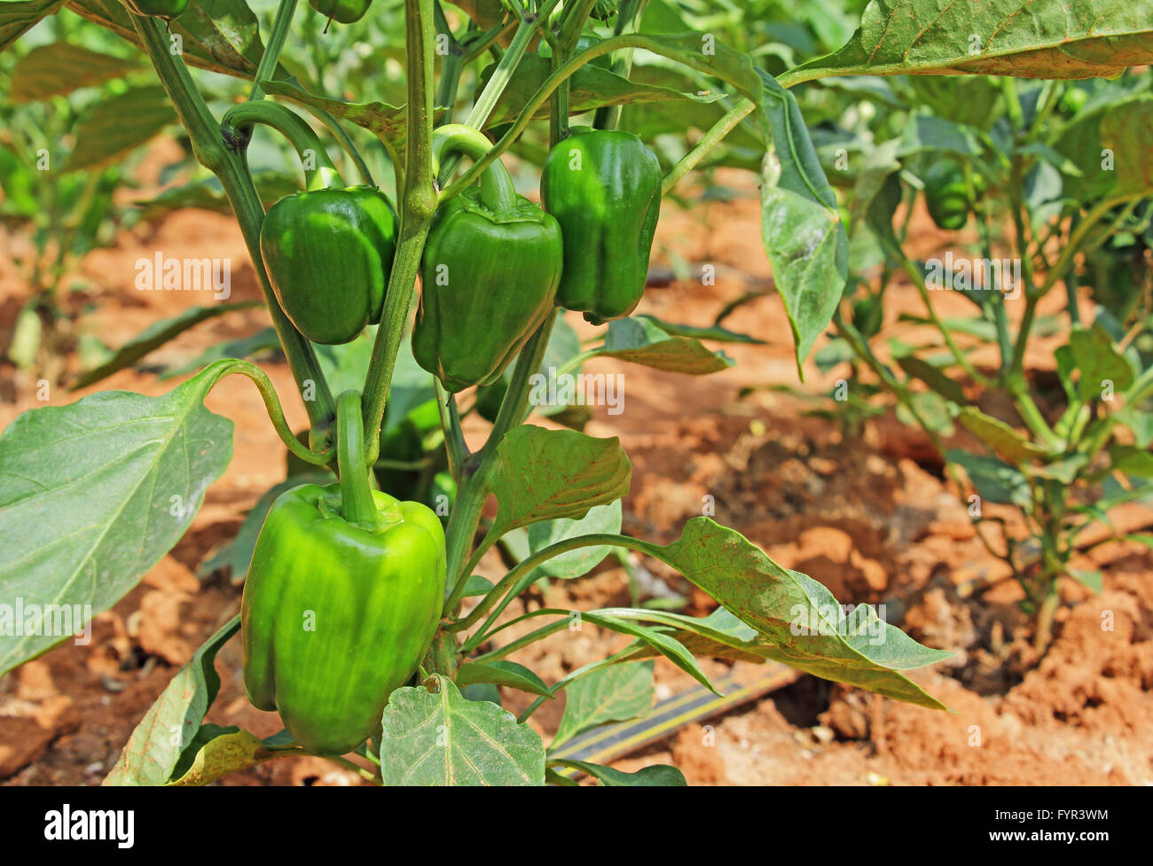 Ripening green capsicum fruits in plant. Capsicum is also known as bell