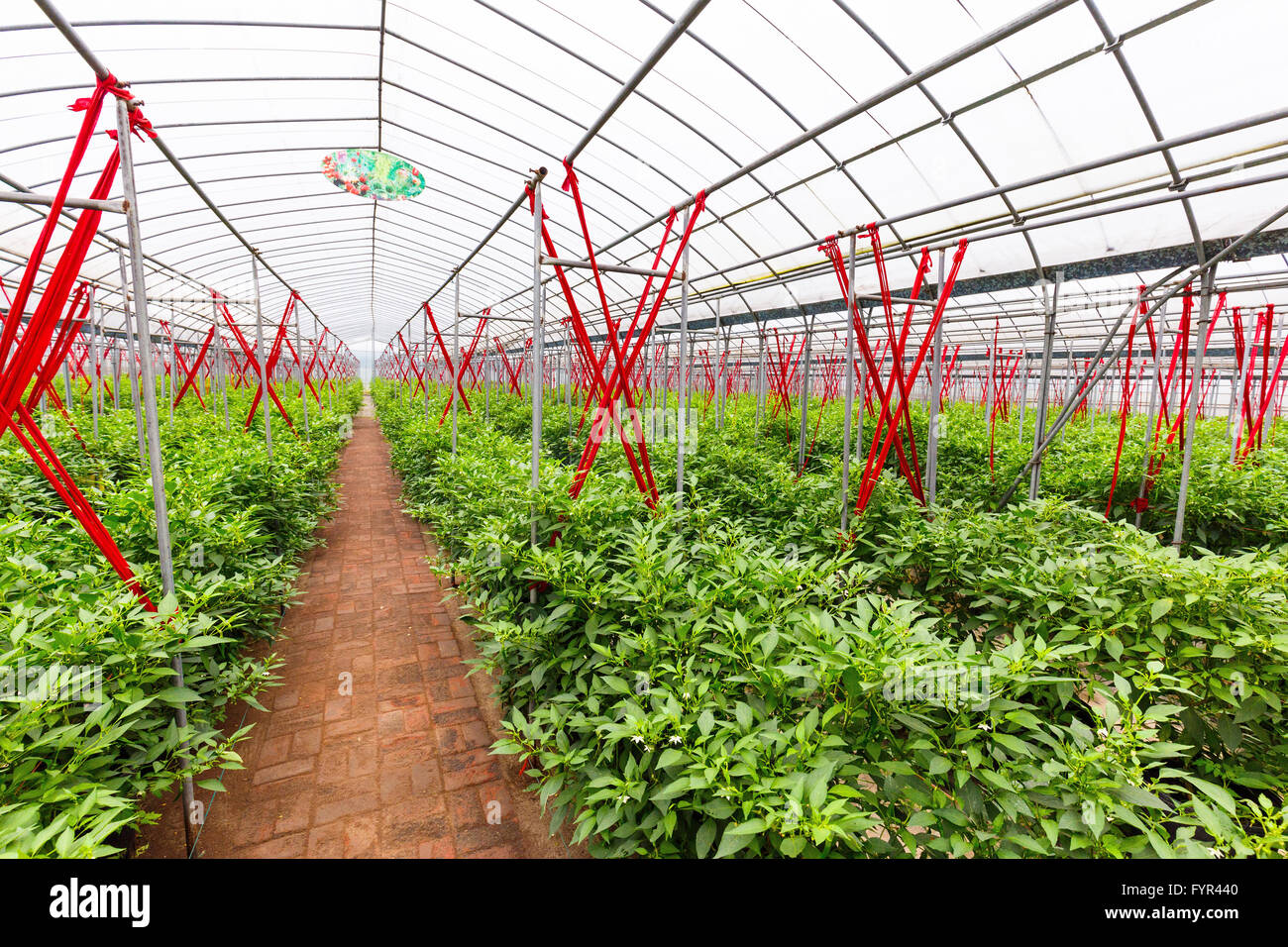 interior of vegetable greenhouse Stock Photo - Alamy