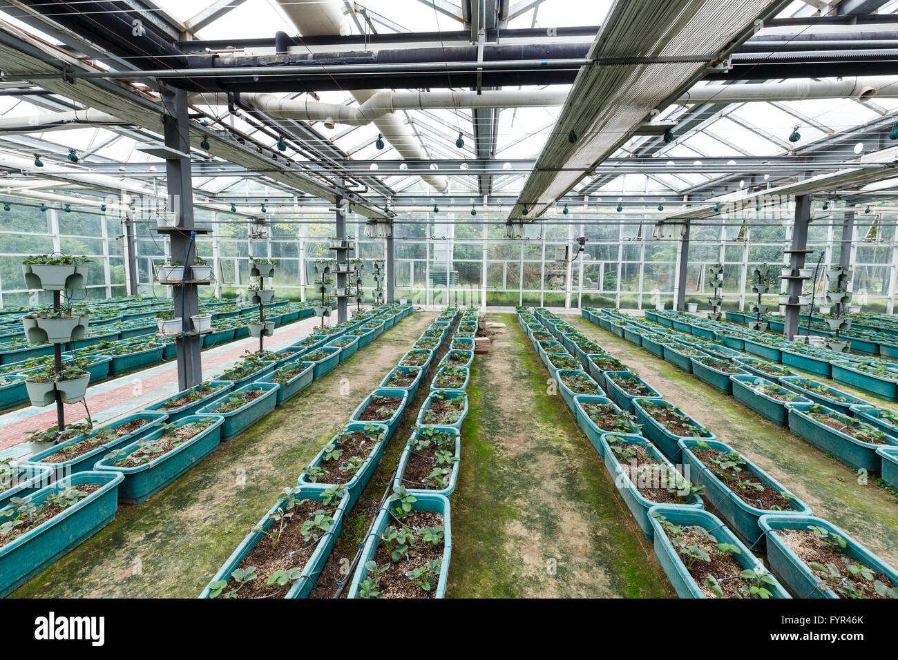 interior of vegetable greenhouse Stock Photo - Alamy