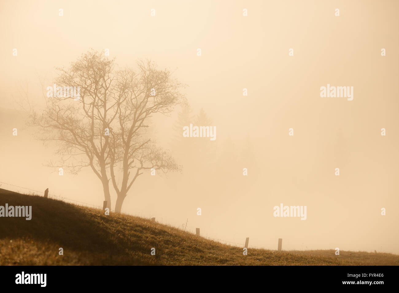 Lonely tree morning hi-res stock photography and images - Alamy
