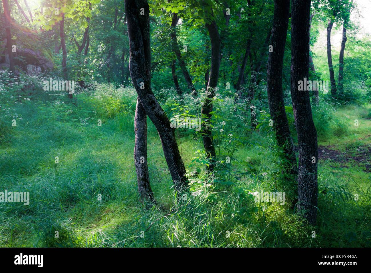 Day forest hi-res stock photography and images - Alamy