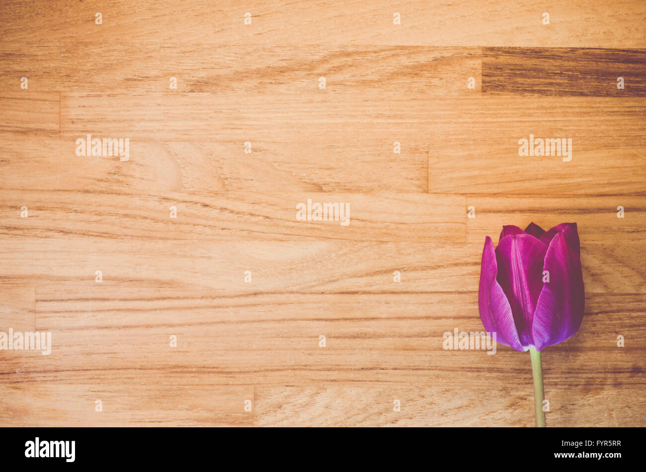 Purple Tulip Blossom On A Wood Tabletop Stock Photo 103157035 Alamy