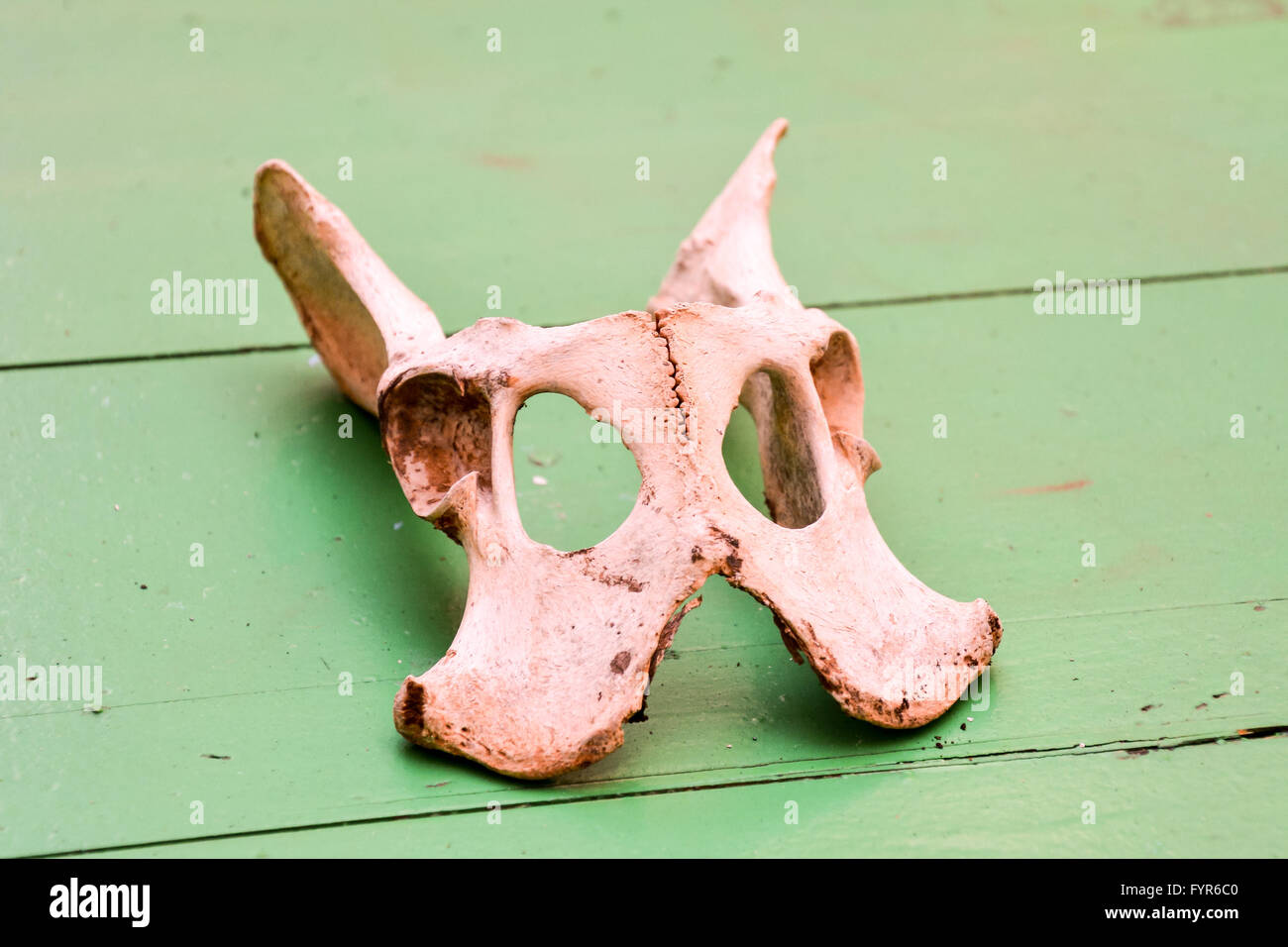 Dry Goat Skull Bone Stock Photo