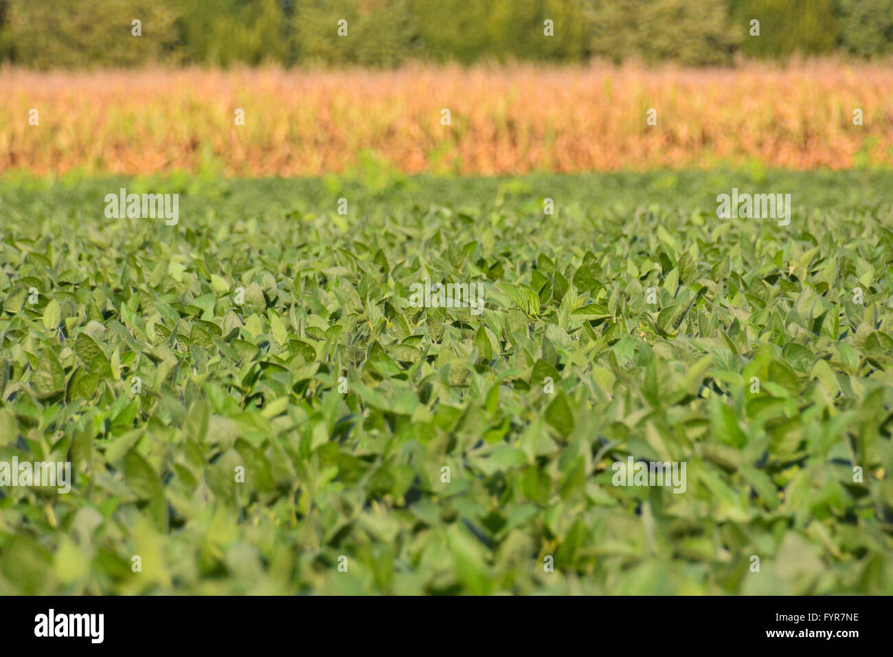 Soy Bean Plant Field Stock Photo Alamy