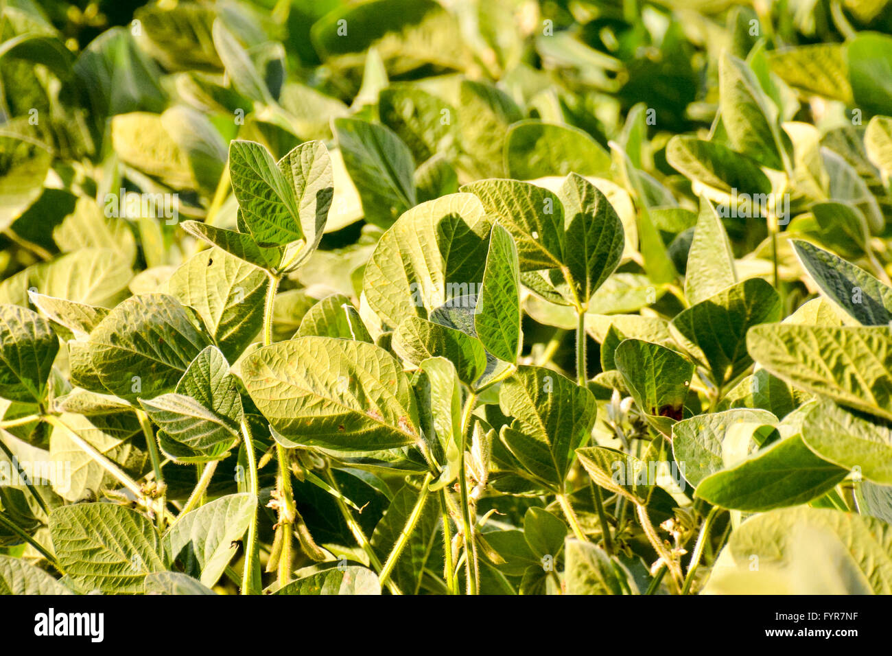 Soya bean plant hi-res stock photography and images - Alamy