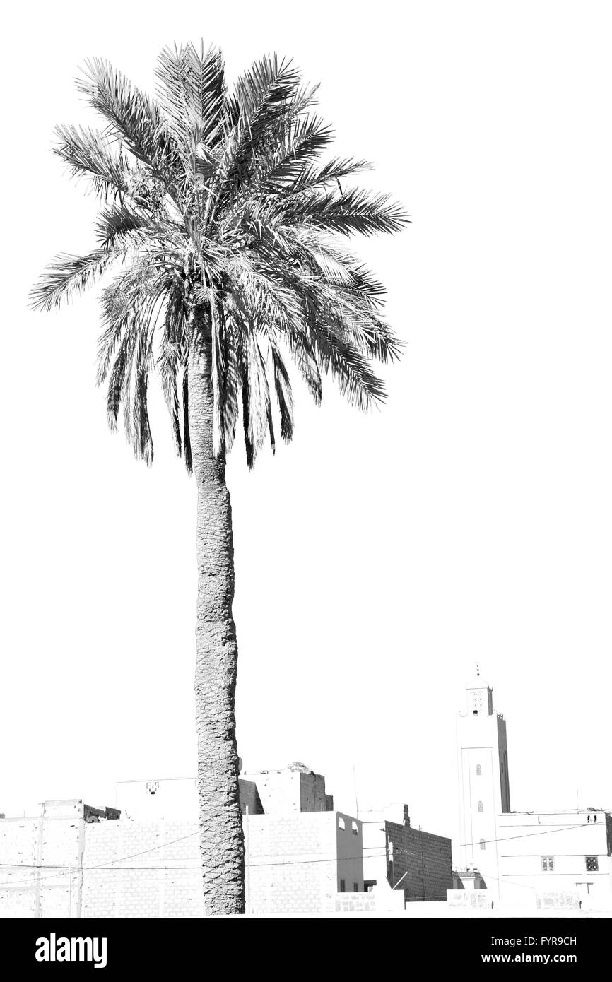 tropical palm in morocco africa alone   and the sky Stock Photo