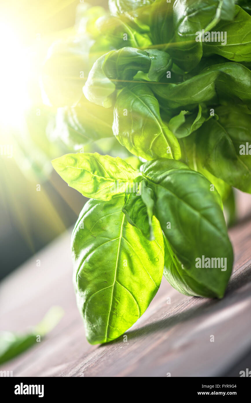 Fresh organic basil Stock Photo - Alamy
