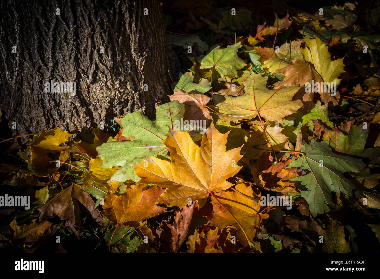 Old dry trunk fallen hi-res stock photography and images - Alamy