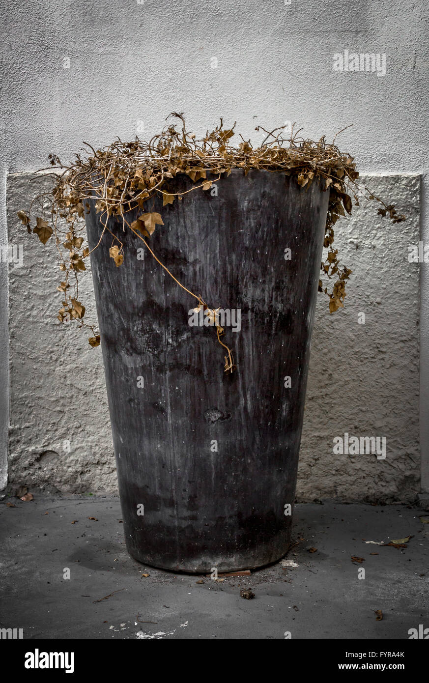 Vase of dead flowers Stock Photo Alamy