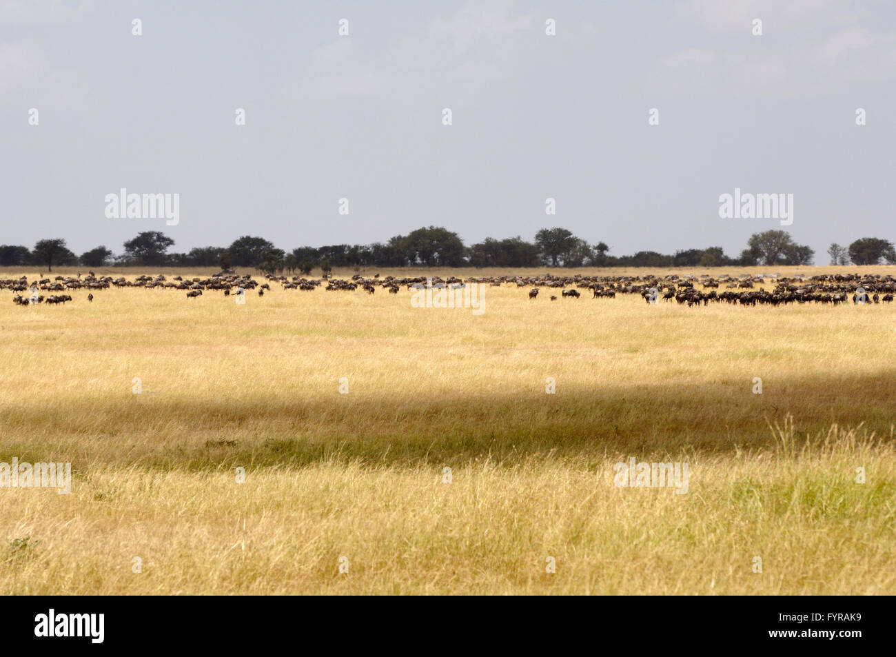 Wildebeest migration to the Mara river in the Serengeti Stock Photo