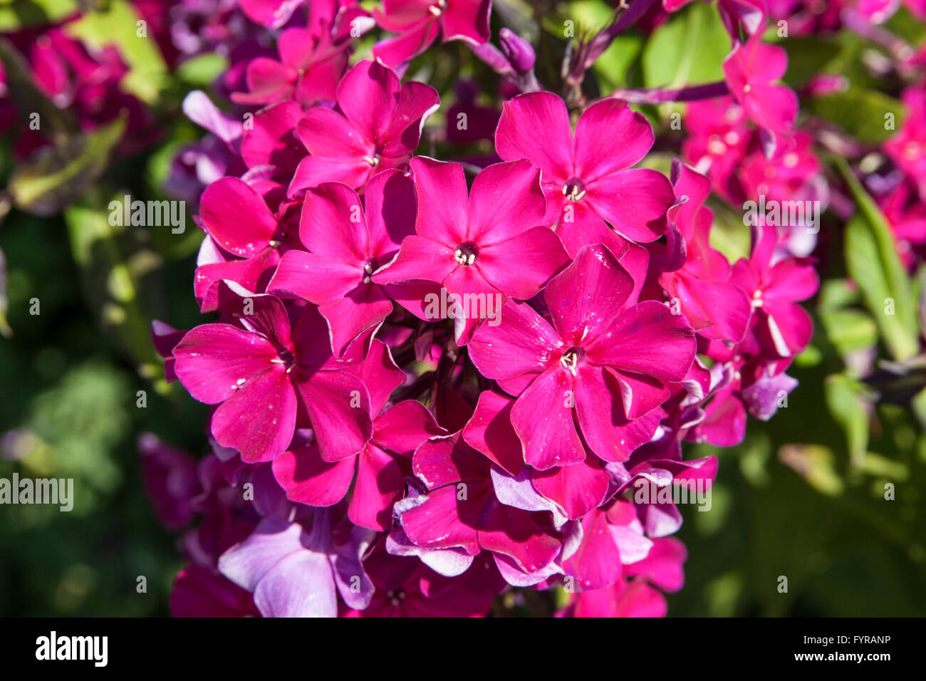 Pink Phlox Carolina Flower close up. Family Polemoniaceae. Stock Photo
