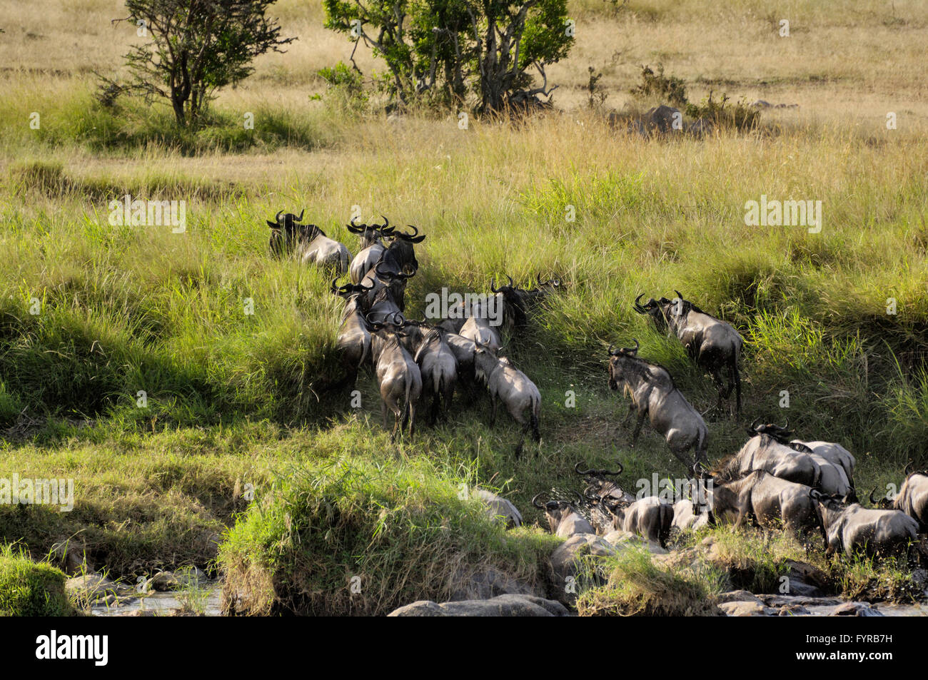 Wildebeest migration crossing the Mara river in the Serengeti Stock Photo