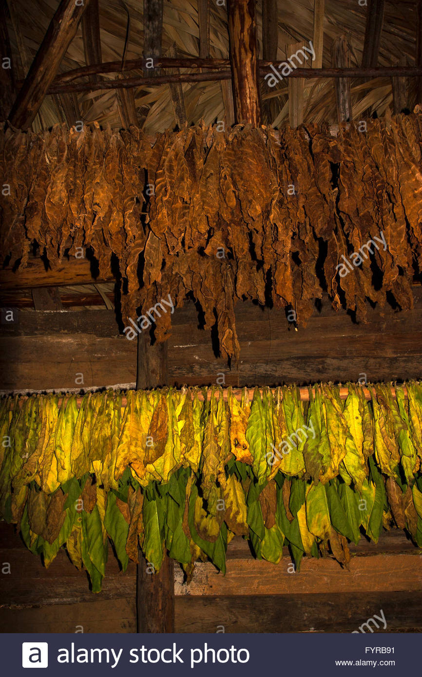 Tobacco Drying Racks High Resolution Stock Photography and Images Alamy