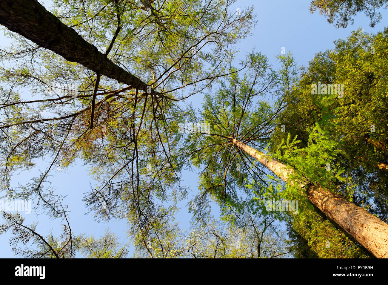 high trees in the forest, spring sunny morning, low angle view Stock Photo