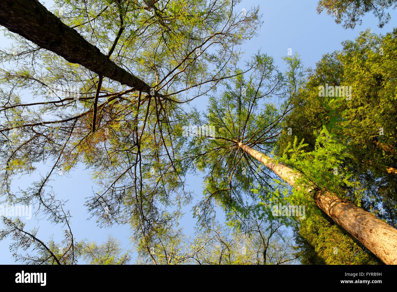 high trees in the forest, spring sunny morning, low angle view Stock ...