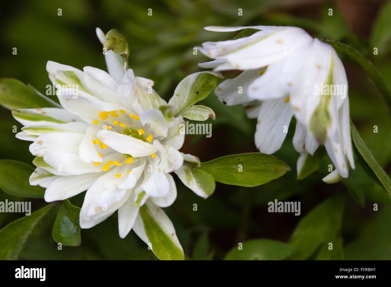 Green marked petals in the semi-double form of the wood anemone, Anemone nemorosa 'Bracteata Plena' Stock Photo