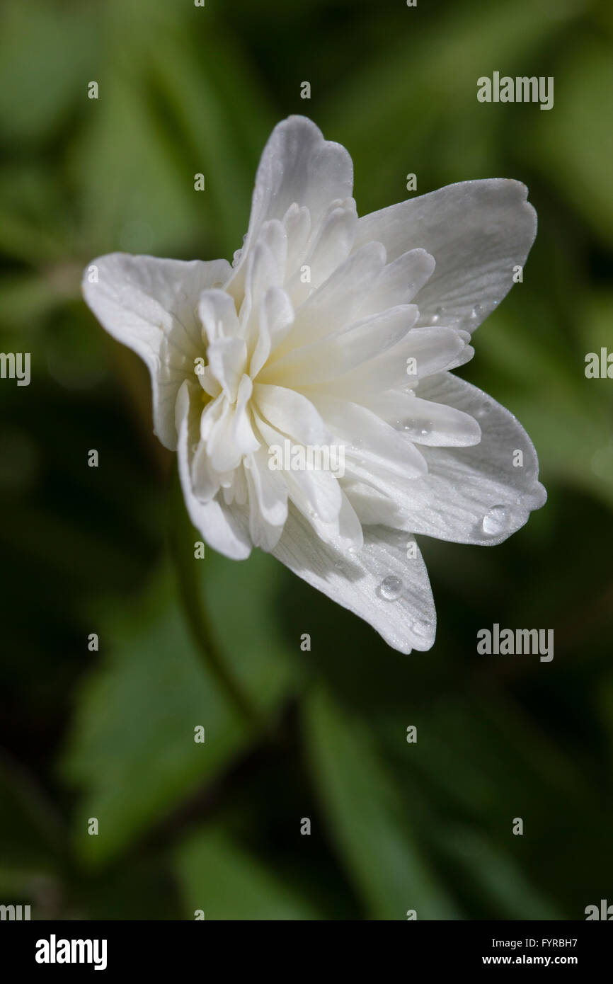 Native wood hires stock photography and images Alamy