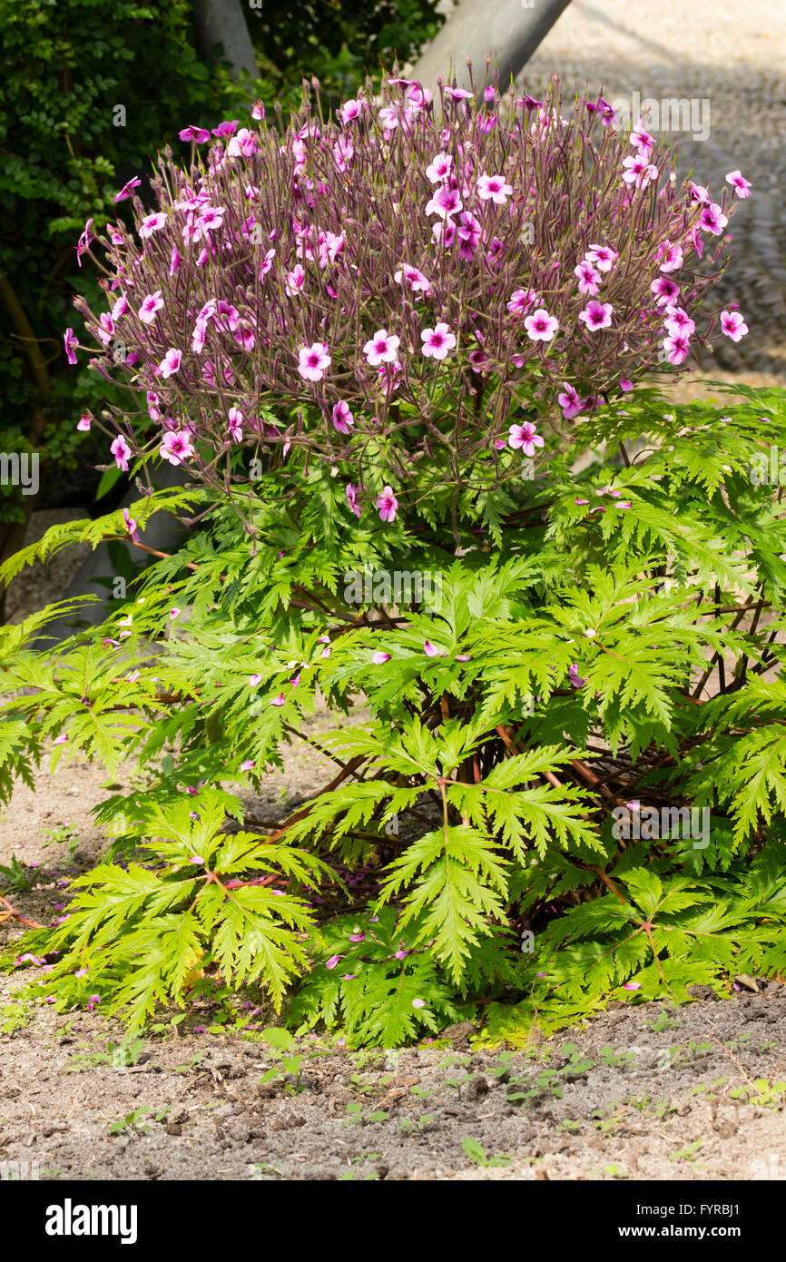 Flowering plant of the monocarpic Geranium maderense in the Mediterranean biome at the Eden Project Stock Photo