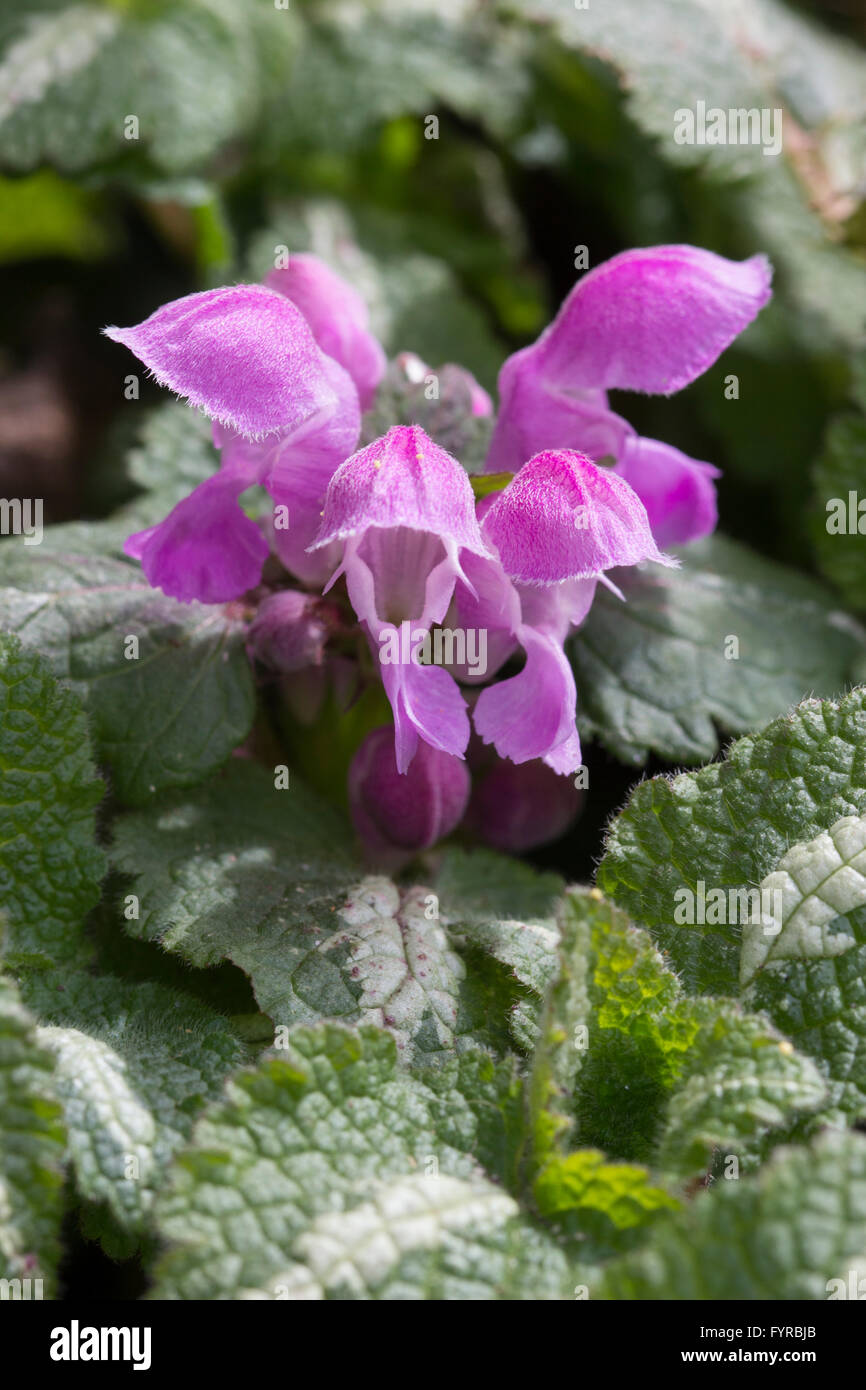 Pink hooded flowers and silver banded foliage of the ground hugging deadnettle, Lamium maculatum 'Roseum' Stock Photo