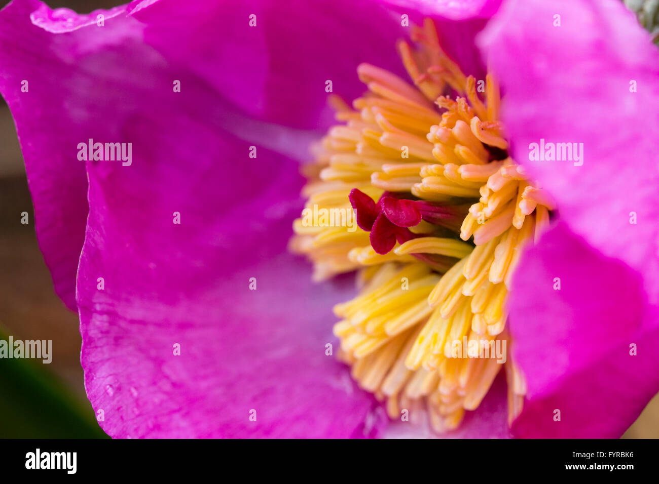 Close up macro of a sigle flower of the species peony, Paeonia mairei, showing the red pistil and yellow stamens Stock Photo