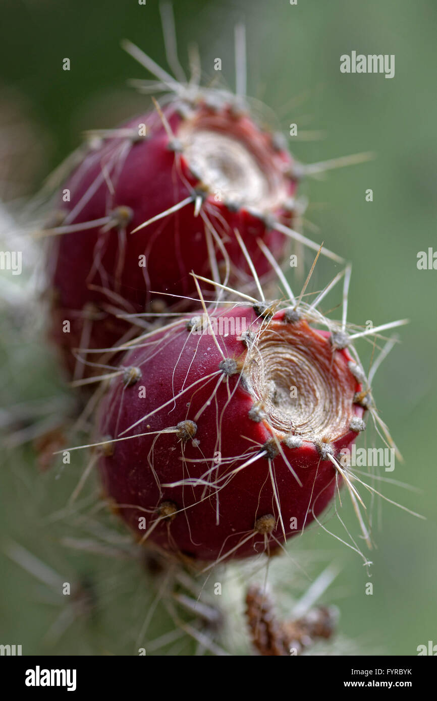 Frutos de cactus de la especie Opuntia leucotricha, vulgarmente conocido como Nopal blanco. Procedente de México. Jardín Botánic Stock Photo