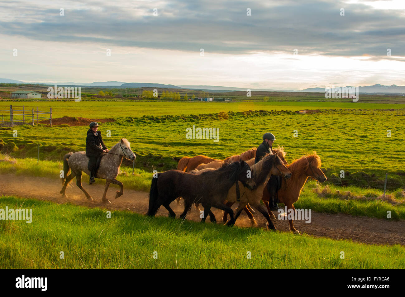 Horses Golden Circle region Iceland Stock Photo