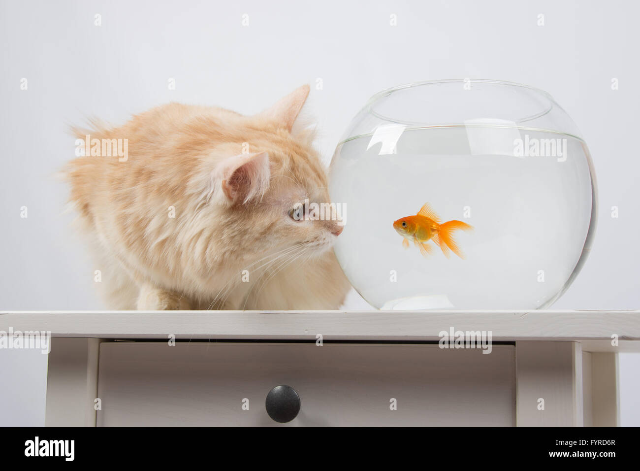 Cat looking at a goldfish in an aquarium Stock Photo