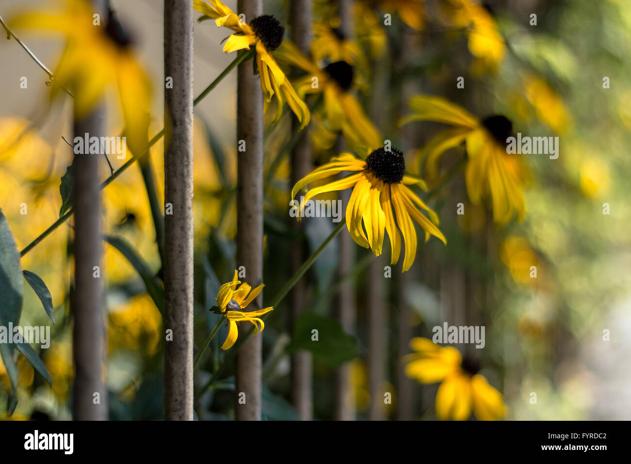 Freedom papers hi-res stock photography and images - Alamy