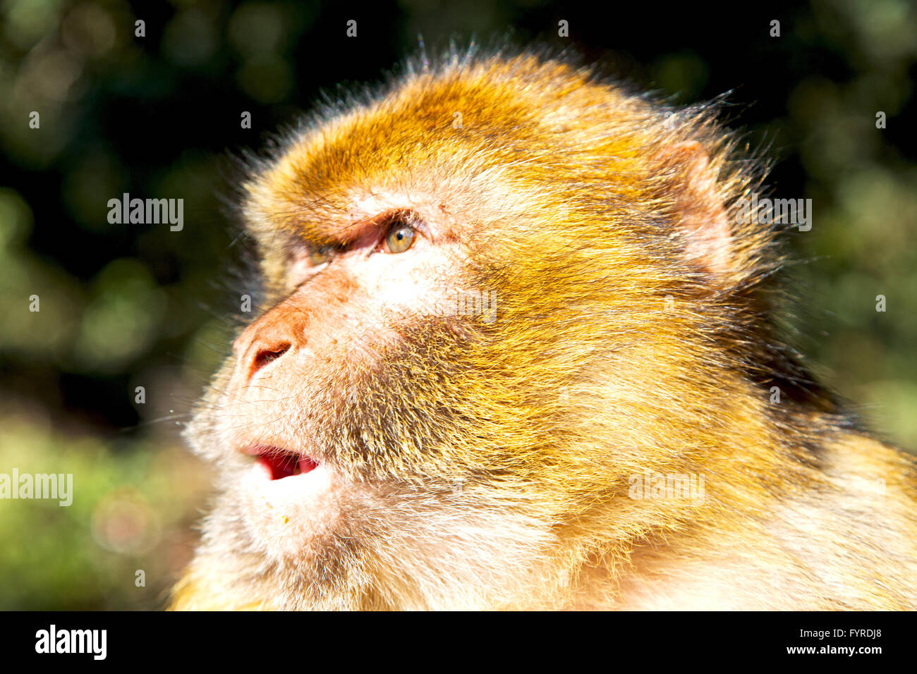 bush monkey in africa morocco Stock Photo - Alamy