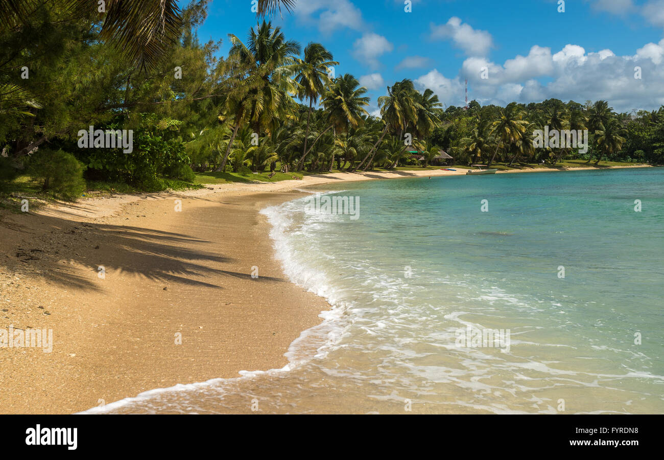 Tropical beach with coconut palm trees Stock Photo - Alamy