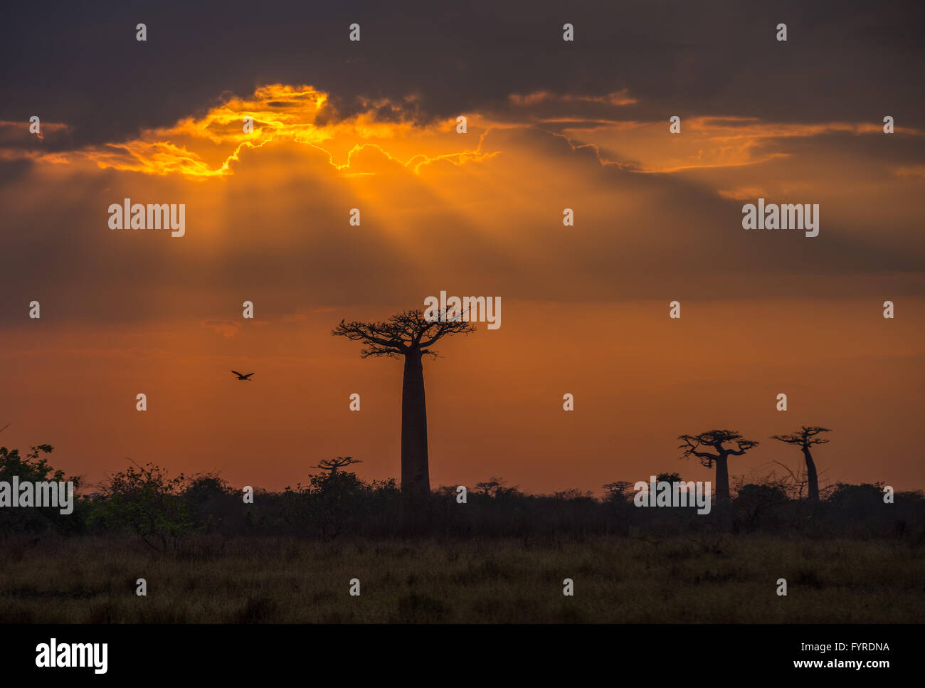 Sunrise over Avenue of the baobabs, Madagascar Stock Photo