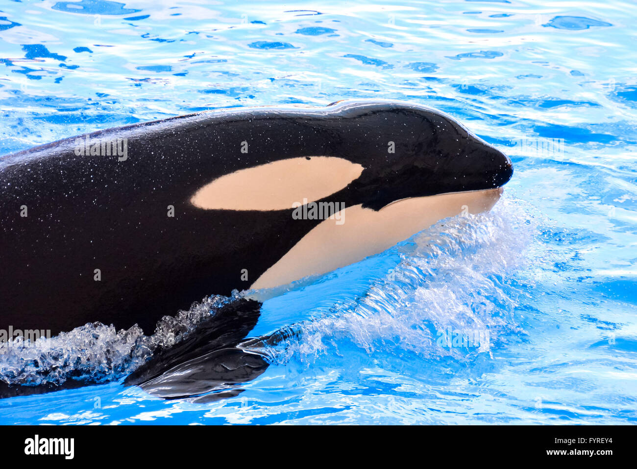 Orca fish hi-res stock photography and images - Alamy