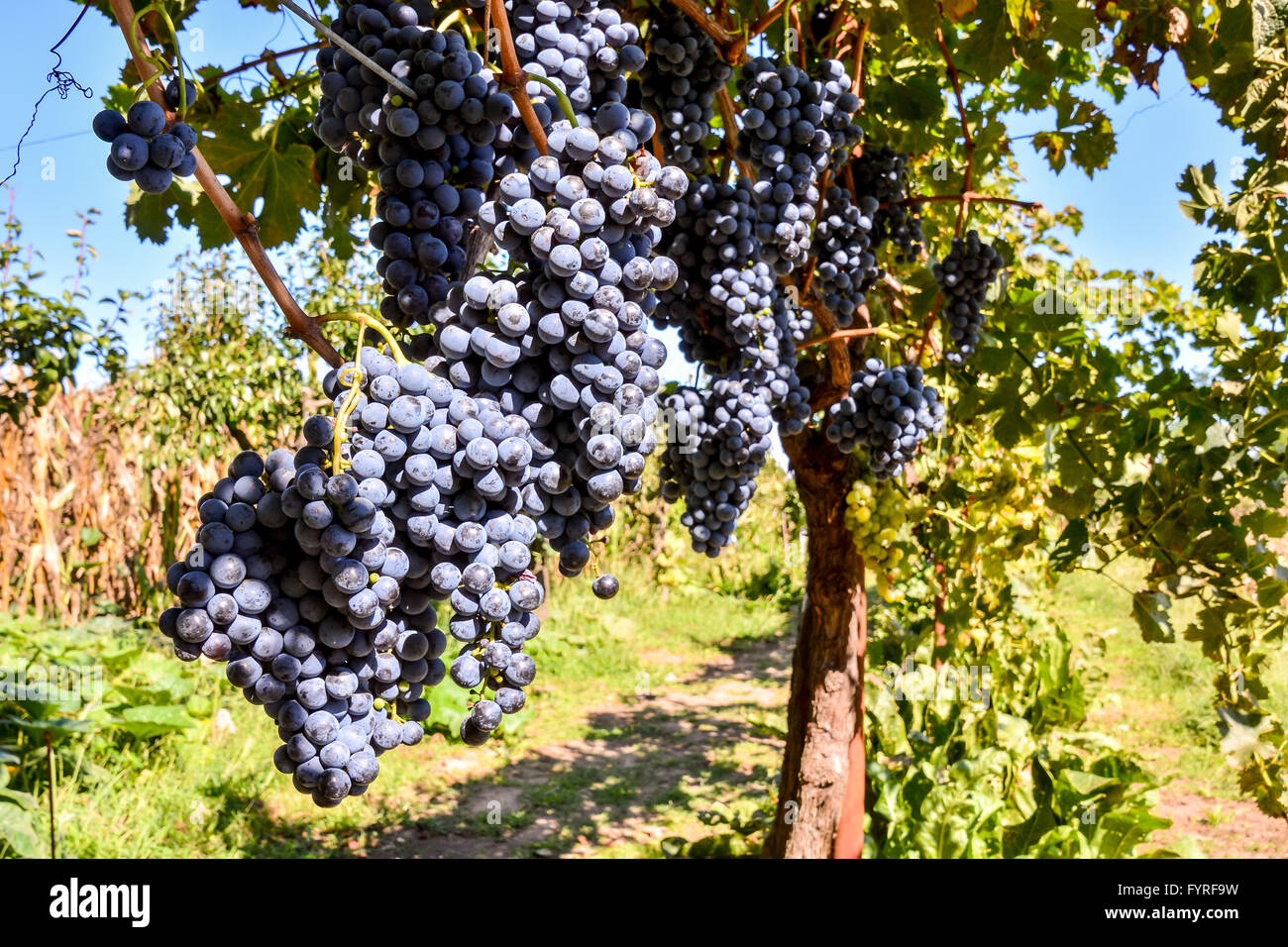 Vineyard Ready to Produce Wine Stock Photo Alamy