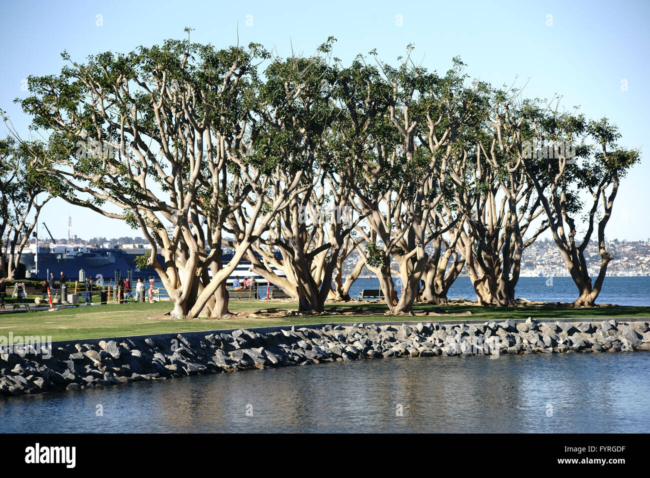 Ornamental trees at Navy Pier San Diego Stock Photo - Alamy