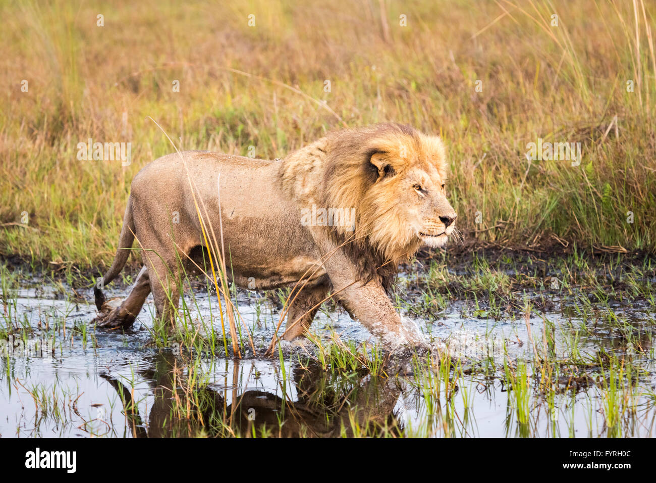 A magnificent male lion walks purposefully through water towards hunting grounds in early morning, Okavango Delta, Botswana Stock Photo