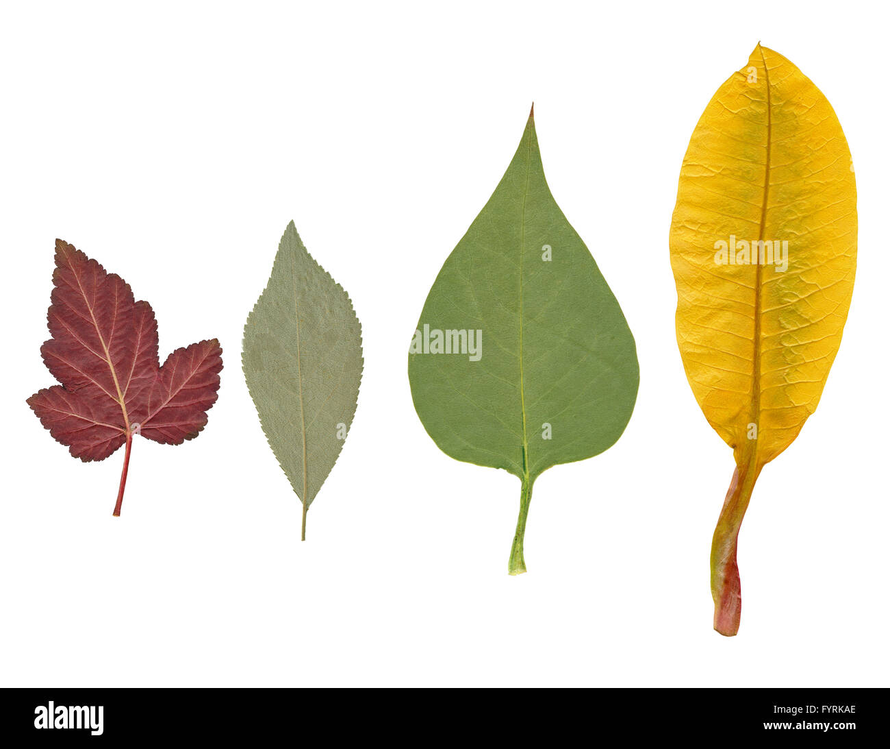 Dried leaves of various plants. Stock Photo