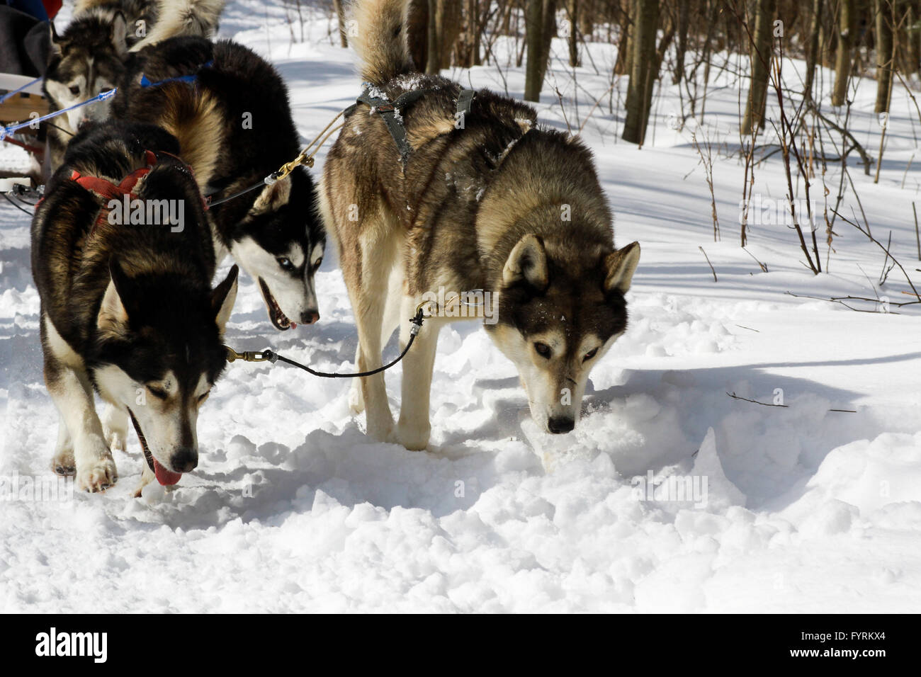 A dog sledding camp in Plessisville, Quebec. Canada Stock Photo Alamy