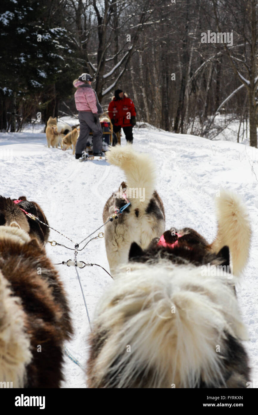A dog sledding camp in Plessisville, Quebec. Canada Stock Photo Alamy