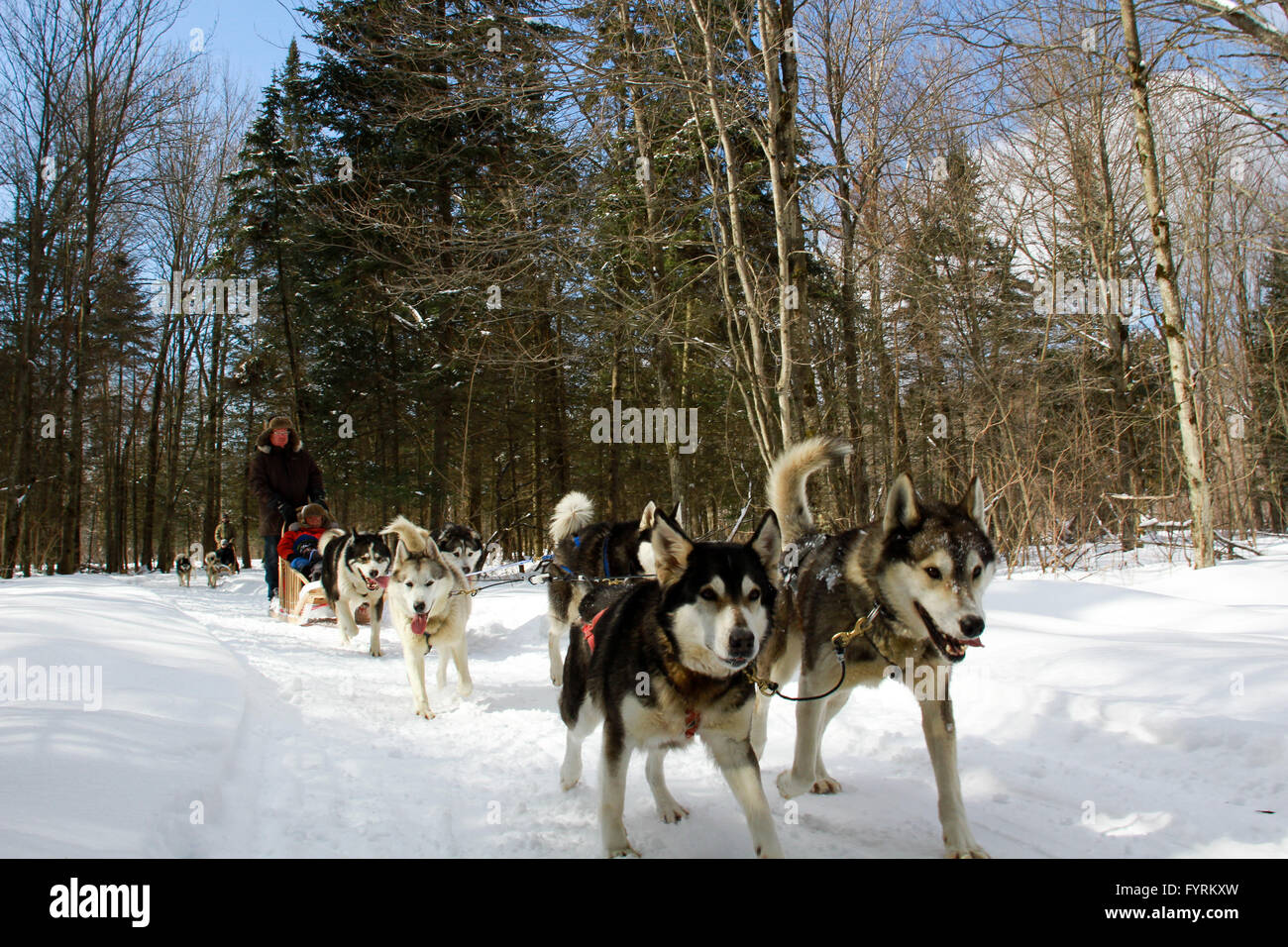 A dog sledding camp in Plessisville, Quebec. Canada Stock Photo Alamy